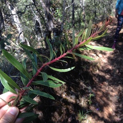 Comarostaphylis