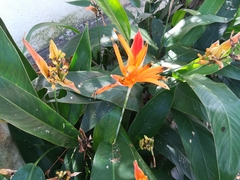 Heliconia aurantiaca