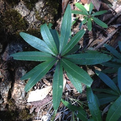 Comarostaphylis