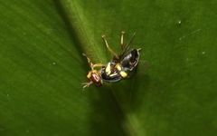 Bactrocera frauenfeldi
