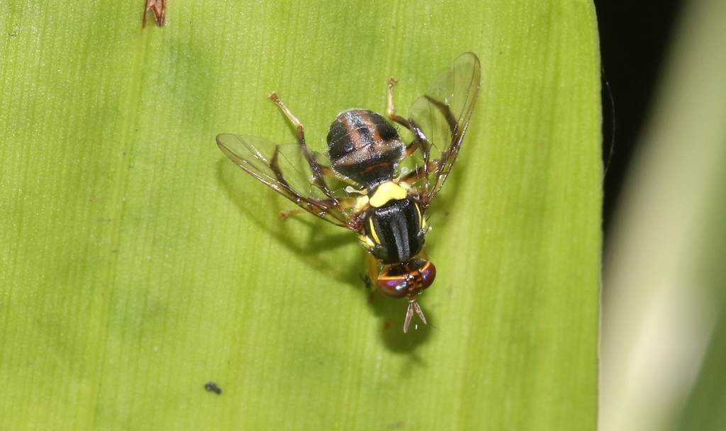 Mango Fruit Fly