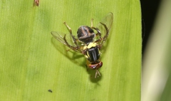 Bactrocera frauenfeldi