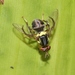 Mango Fruit Fly - Photo (c) James Bailey, some rights reserved (CC BY-NC), uploaded by James Bailey