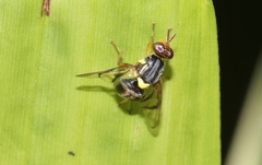 Bactrocera frauenfeldi