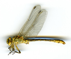 Ophiogomphus severus