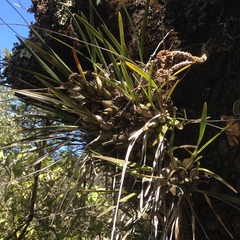 Encyclia