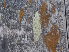 Lecanora conizaeoides image