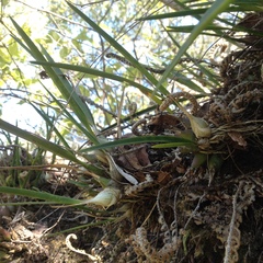 Encyclia