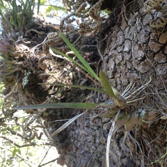 Encyclia