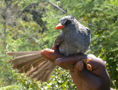 Hypsipetes madagascariensis
