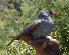 Hypsipetes madagascariensis