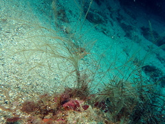 Aglaophenia elongata