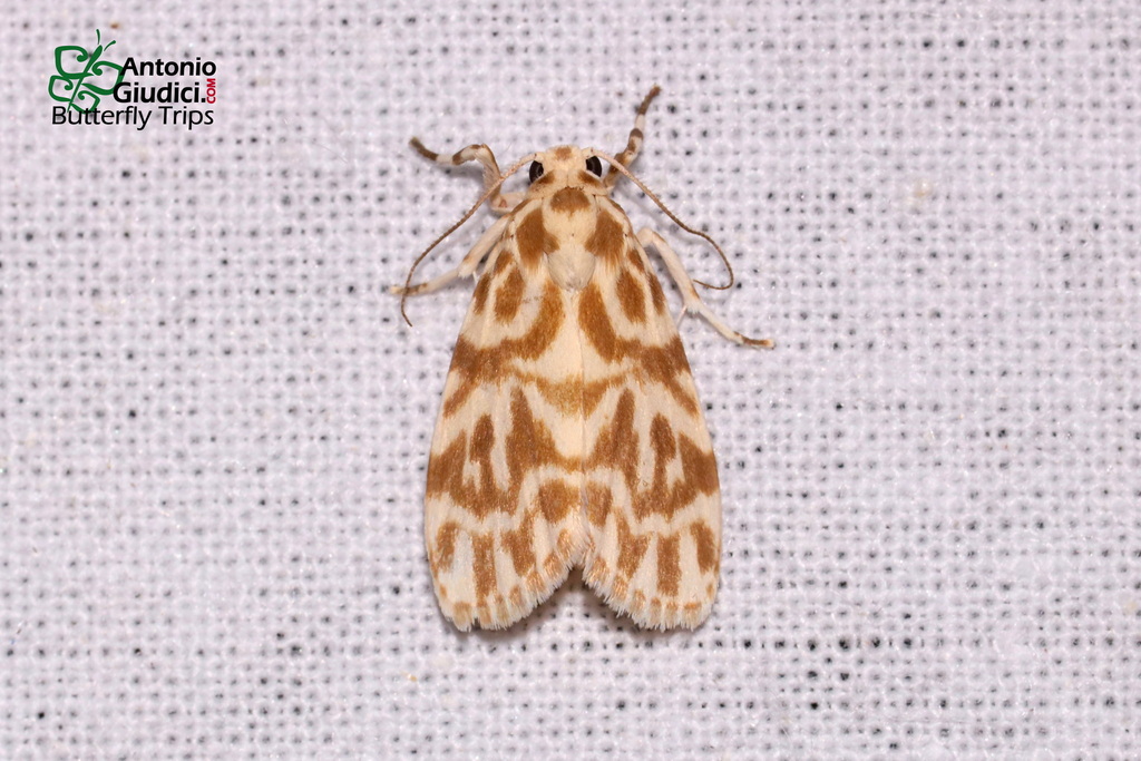 Adites luangensis