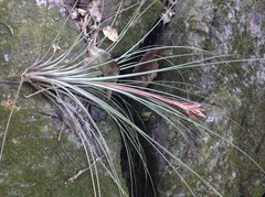 Tillandsia juncea