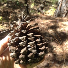 Pinus pseudostrobus apulcensis