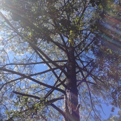 Pinus pseudostrobus apulcensis