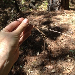 Pinus pseudostrobus apulcensis