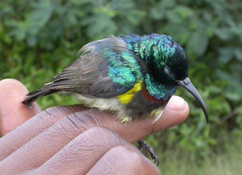 Souimanga Sunbird