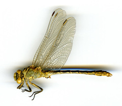 Ophiogomphus severus