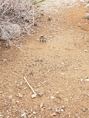 Ammospermophilus interpres