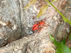 Probergrothius
