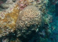 Cladocora caespitosa