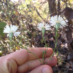 Symphyotrichum moranense