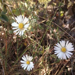 Symphyotrichum moranense