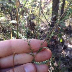 Symphyotrichum moranense