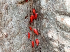 Probergrothius