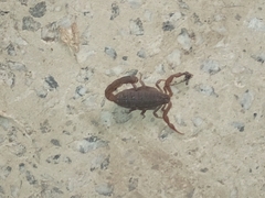 Hottentotta hottentotta