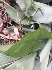 Zonocerus variegatus