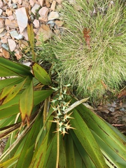 Aciphylla hookeri