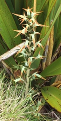 Aciphylla hookeri