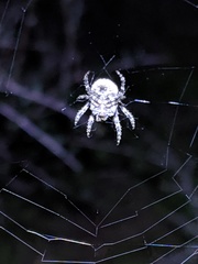Araneus andrewsi