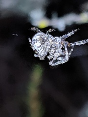 Araneus andrewsi