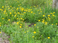 Taraxacum officinale