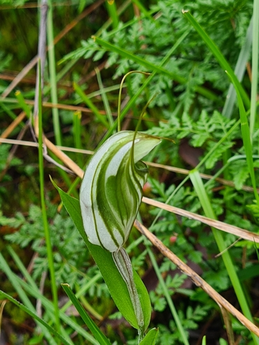 Image of Pterostylis robusta by (c) Heath Hunter, some rights reserved (CC BY)