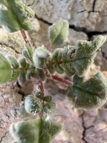 Gina's phacelia (Phacelia gina-glenneae)