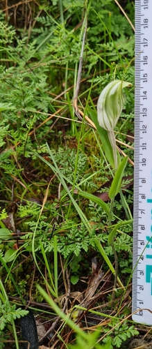 Image of Pterostylis robusta by (c) Heath Hunter, some rights reserved (CC BY)