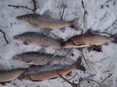Coregonus clupeaformis