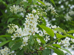 Prunus padus