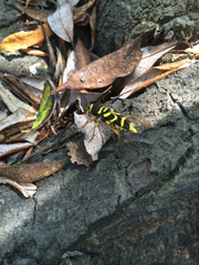 Xylotrechus insignis