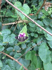 Celaenorrhinus plagiatus