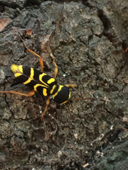 Xylotrechus insignis