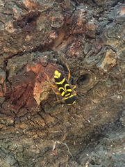 Xylotrechus insignis