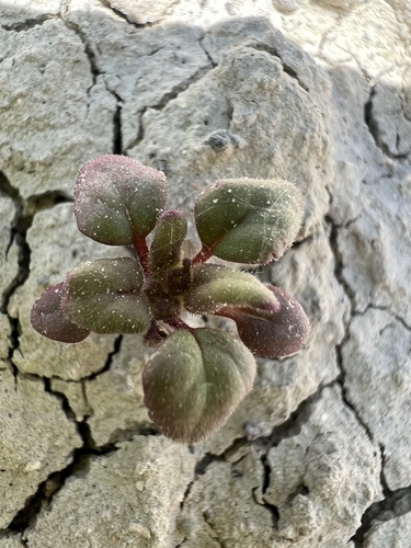 Gina's phacelia (Phacelia gina-glenneae)