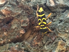 Xylotrechus insignis