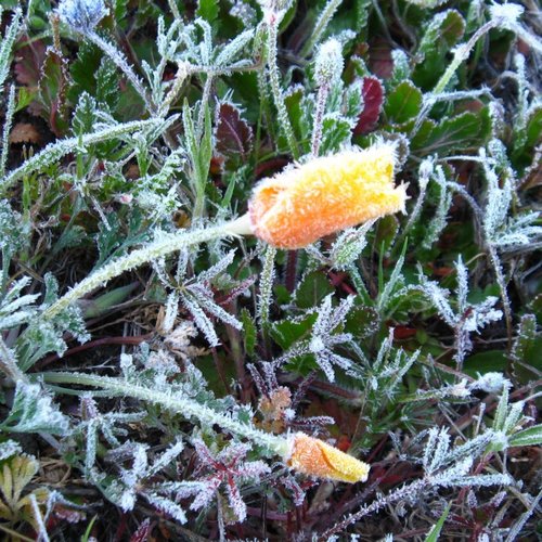 iNaturalist observation photo of California poppy
