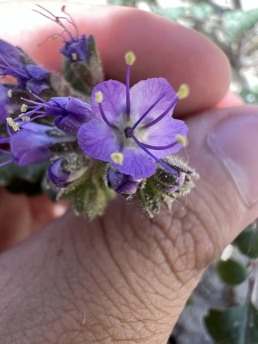 Gina's phacelia (Phacelia gina-glenneae)